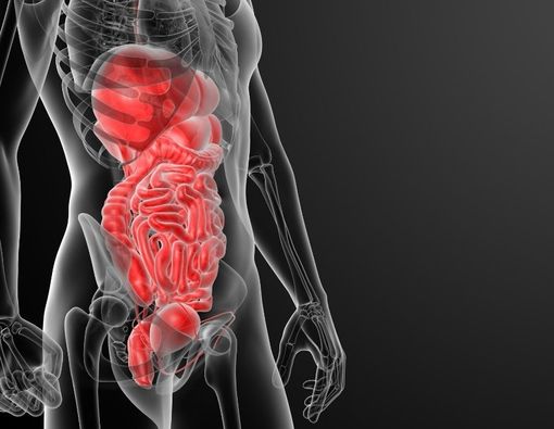 Mengenal Organ Sistem Pencernaan Manusia dan Fungsinya