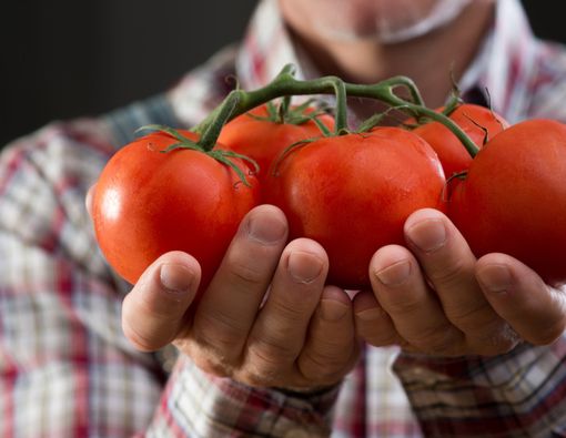 Tomat Bisa Meningkatkan Kualitas Sperma, Ini Mitos atau Fakta?