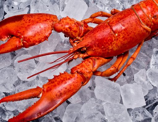Manfaat Makan Lobster bagi Kesehatan