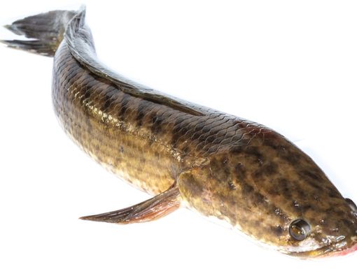 Ekstrak Ikan Gabus Dapat Membantu Pasien Virus Corona, Benarkah?