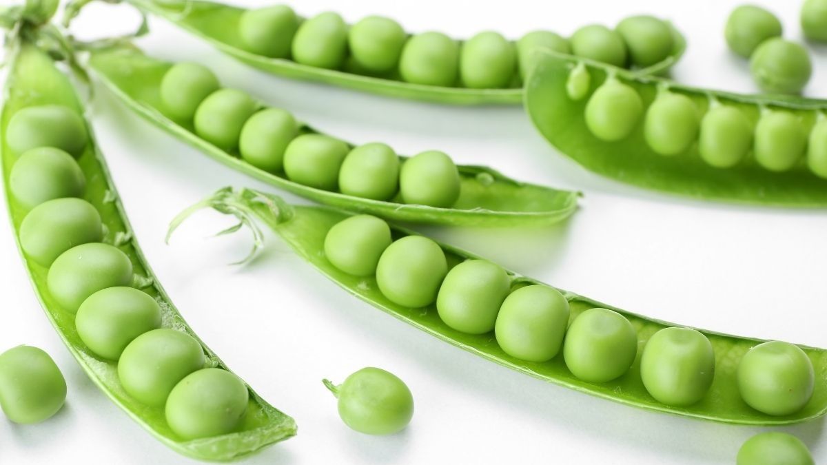 Manfaat Kacang Polong untuk Penderita Diabetes