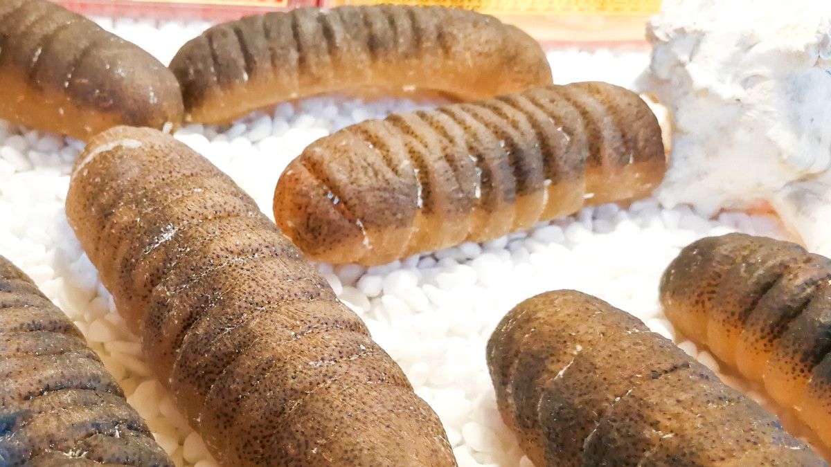 Tak Disangka, Ini Manfaat Teripang untuk Diabetes