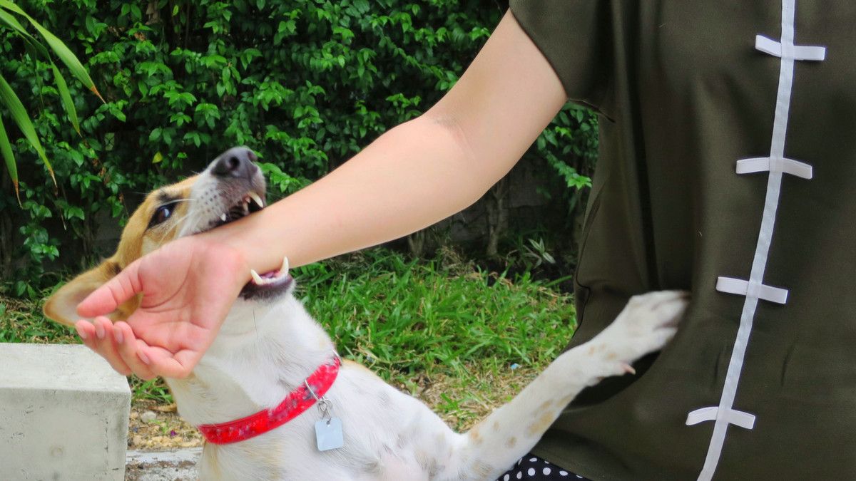 Virus Rabies, Ini Tanda dan Gejala yang Wajib Diwaspadai