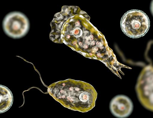 Mengenal Amoeba Naegleria Fowleri, Si Pemakan Otak
