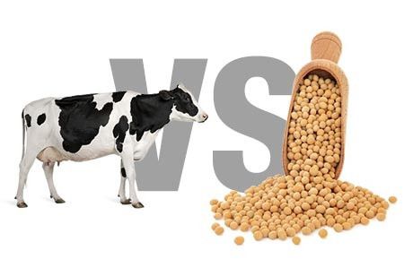 Untuk Manusia, Lebih Baik Susu Sapi  atau Susu Kacang?