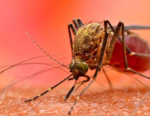 Membedakan Malaria Monyet dengan Malaria Biasa
