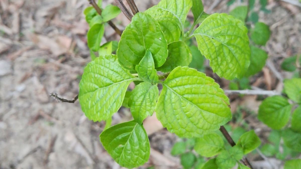Benarkah Daun Jintan Dapat Melancarkan ASI?