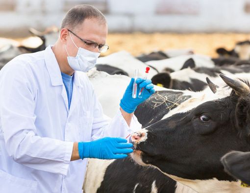 Sapi Bisa Membantu Pengobatan Virus HIV pada Manusia?