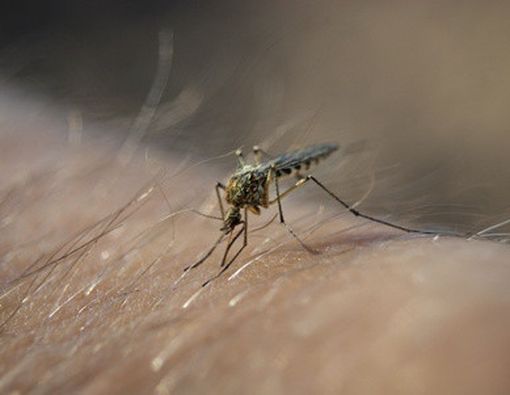 Penanganan untuk Si Kecil yang Alergi Serangga