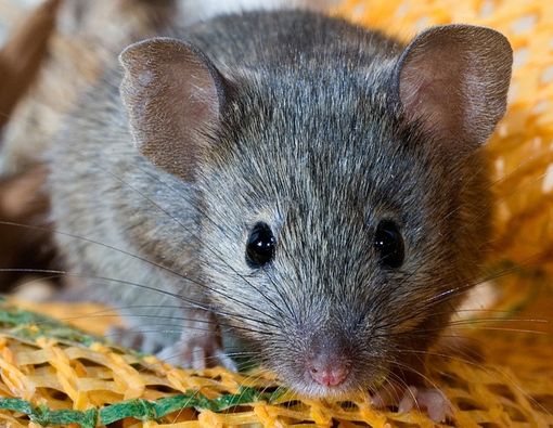 Studi: Mutasi Omicron Diduga Terjadi pada Tikus