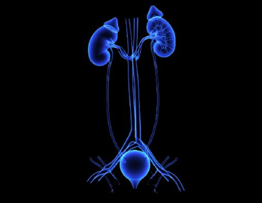 Mengenal Organ-organ dalam Sistem Ekskresi Manusia