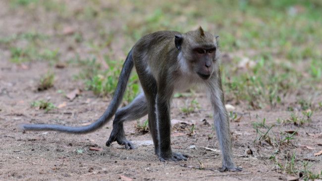 Cara Tepat Cegah Serangan Malaria Monyet