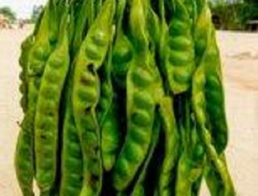 Petai : Bau Namun Bermanfaat