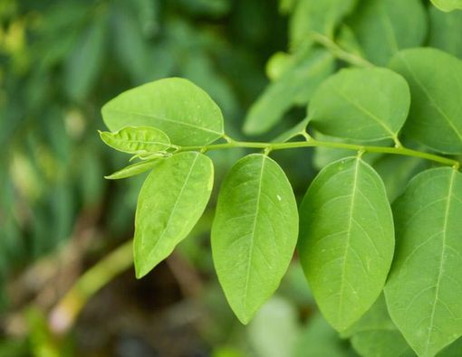 Perlukah Booster ASI?