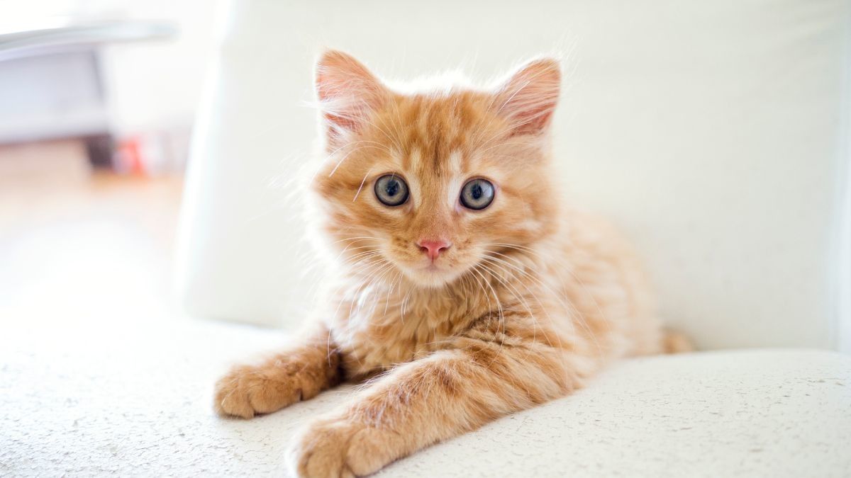 Mengetahui Penyebab, Ciri, dan Cara Mengobati Kucing Demam