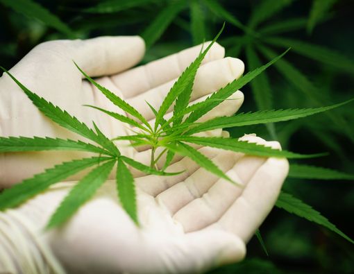 Apakah Ganja Bisa Terdeteksi Saat Tes Narkoba? Ini Penjelasan Lengkapnya 