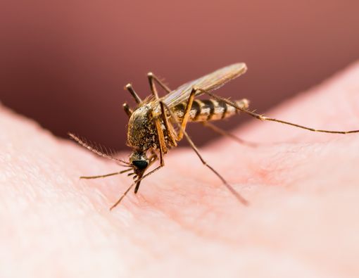 Waspada, Parasit Malaria Resistan Obat Menyebar di Asia Tenggara