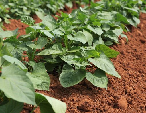 Daun Ubi Jalar Bisa Atasi Demam Berdarah?