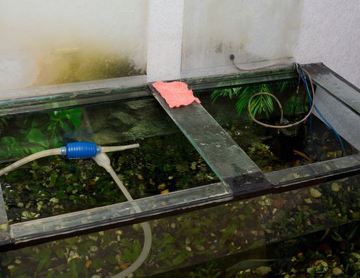 Cara yang Sehat Menguras Air Akuarium di Rumah