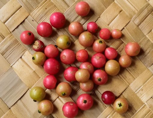 Buah Kersen Sebagai Obat Asam Urat, Apakah Efektif?