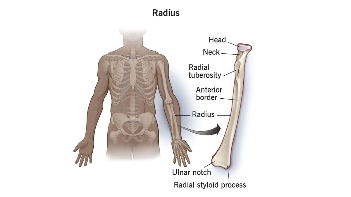 Mengenal Bentuk Tulang Pengumpil