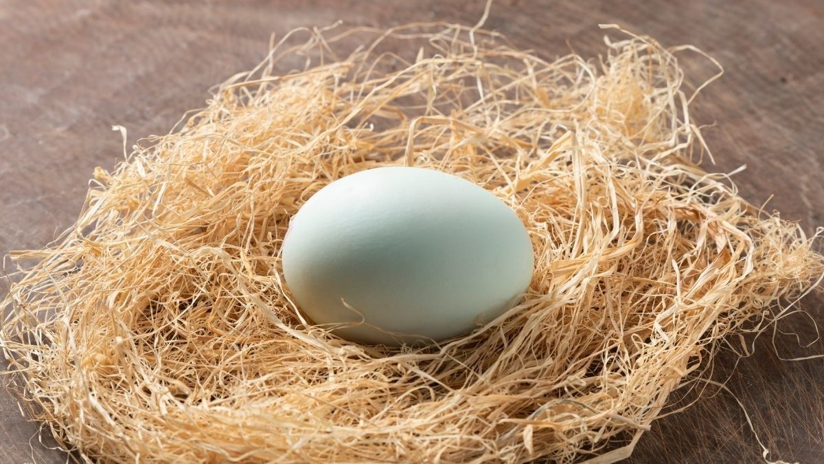 Tidak Disangka, Ini Manfaat Luar Biasa dalam Sebutir Telur Bebek