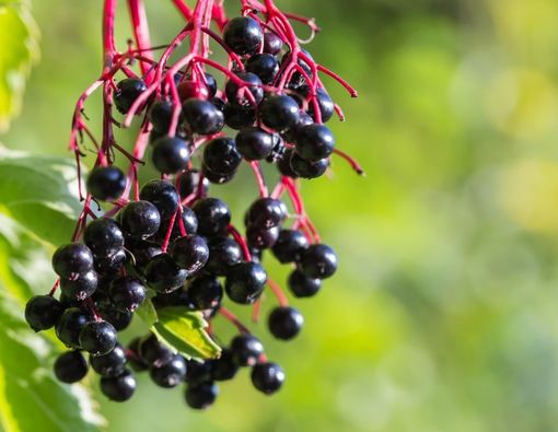 Menyingkap Manfaat Elderberry untuk Penderita Diabetes