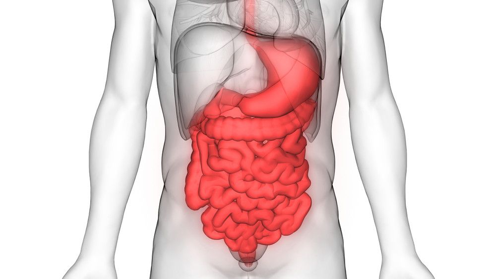 Kenali Peran Bakteri dalam Usus bagi Kesehatan Jantung