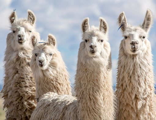 Diam-diam, Antibodi Hewan Llama Bisa Bantu Cegah Virus Corona!