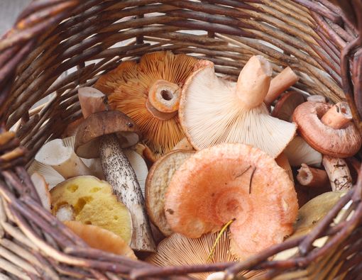 Konsumsi Jamur Bisa Tingkatkan Kesehatan Otak?