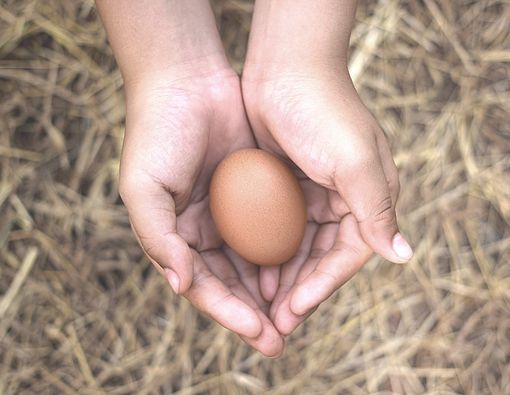 Sebutir Telur Sehari untuk Menjaga Kesehatan Jantung