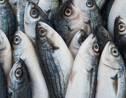 Saran Dokter dalam Memilih dan Menyimpan Ikan yang Sehat