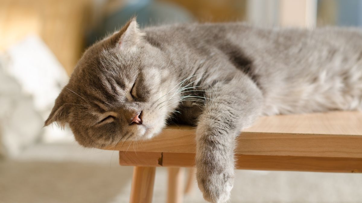 Kenali Tanda-Tanda Kucing Sakit