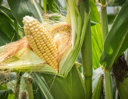 Wajib Dicoba, Ini Manfaat Rambut Jagung untuk Kesehatan! - KlikDokter