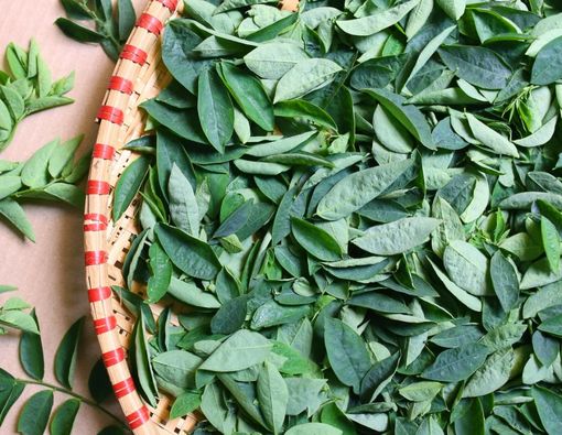 13 Manfaat Daun Katuk untuk Kesehatan, Sumber Serat dan Vitamin!