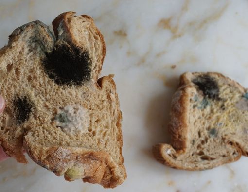 Berapa Lama Roti Kemasan Tahan dari Jamur dan Pembusukan?