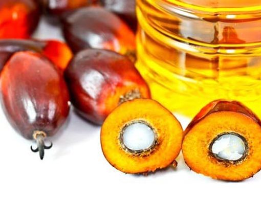 Waspada Bahaya Minyak Sawit Terhadap Kesehatan 