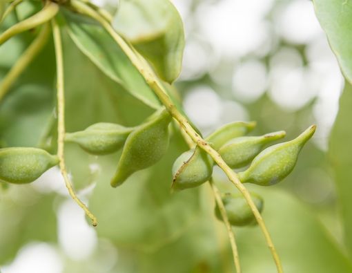 Sumber Vitamin C, Ini Manfaat Kakadu Plum untuk Kulit