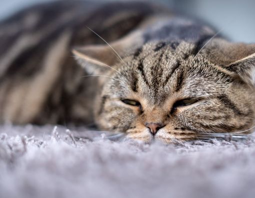 Penyebab Kucing Diare dan Cara Mengatasinya