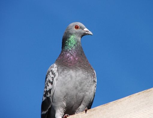 Konsumsi Daging Burung Dara, Adakah Manfaatnya?