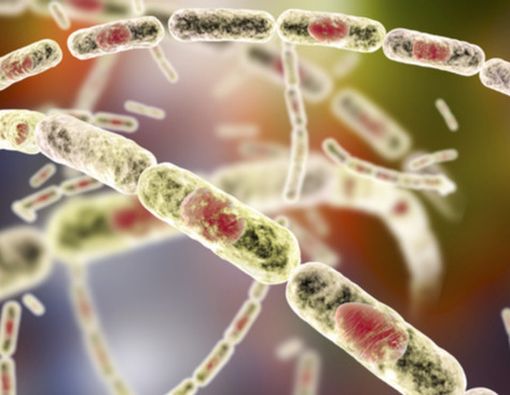 5 Gejala Antraks Ini Wajib Kamu Tahu