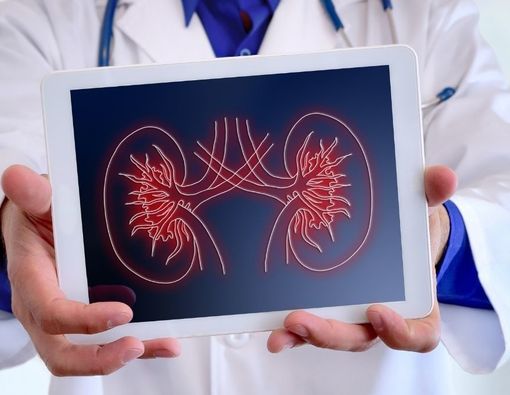 Mengenal Fungsi Ginjal dalam Tubuh Manusia