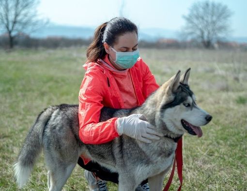 Cek Fakta Penemuan Mutasi COVID-19 dari Anjing di Malaysia