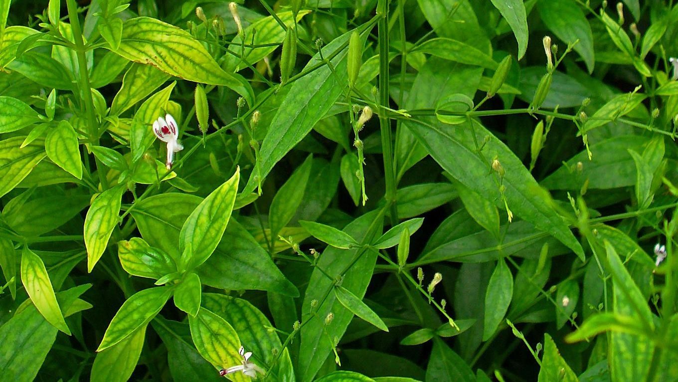 Sambiloto Bisa Obati Herpes, Benarkah?