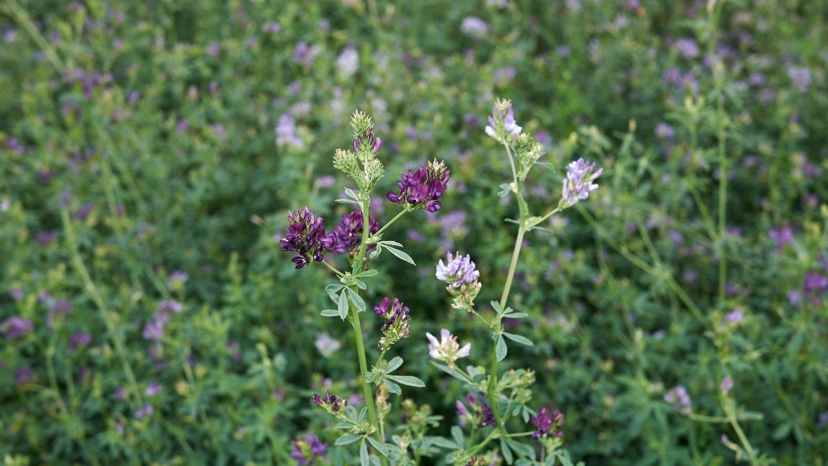 Kandungan Tanaman Alfalfa dan Manfaatnya bagi Kesehatan