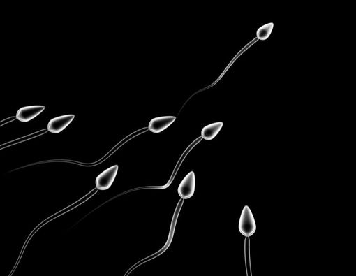 Terungkap, Rahasia Kecepatan Sperma!