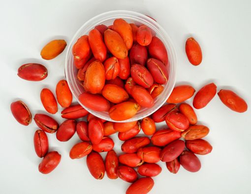 Intip 8 Manfaat Mengejutkan Kulit Melinjo untuk Kesehatan Tubuh