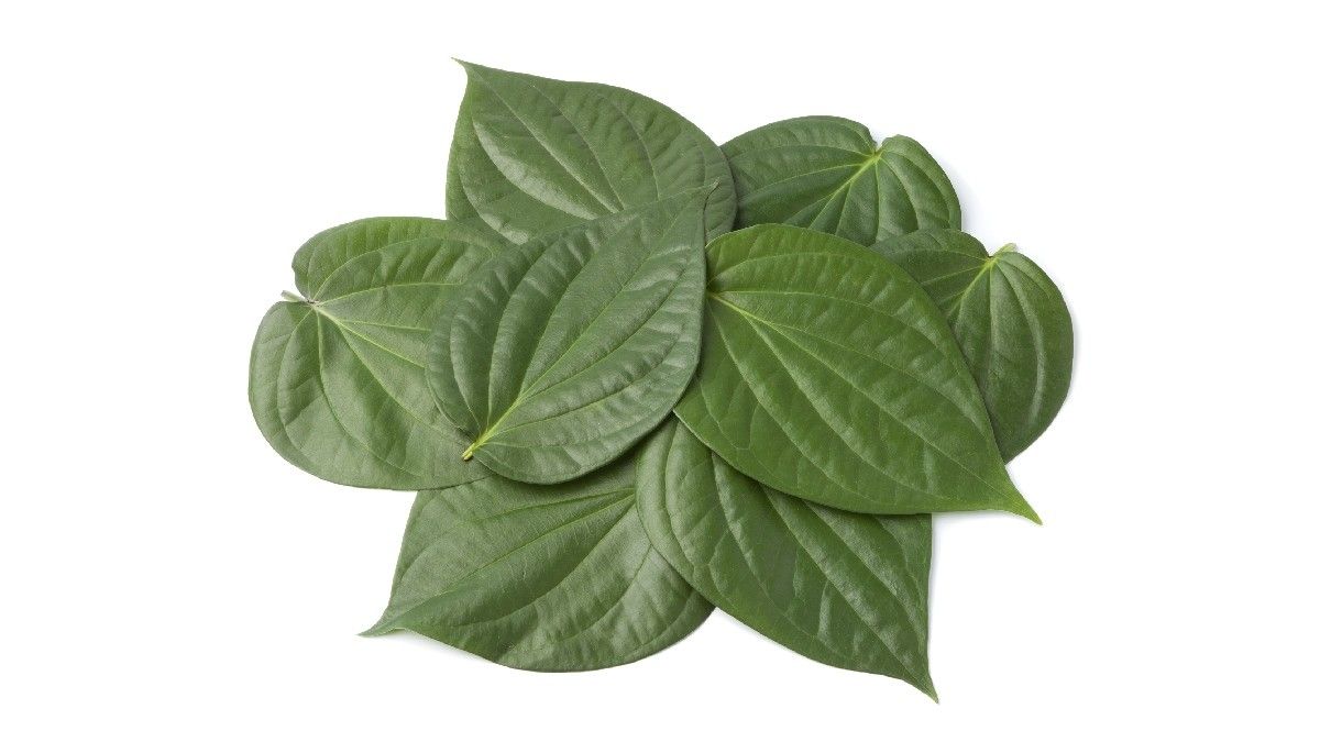 Daun Sirih untuk Bantu Mengatasi Sinusitis, Efektifkah?