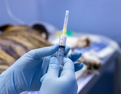 Ketahui Apa Itu Euthanasia dan Pro-Kontra di Baliknya