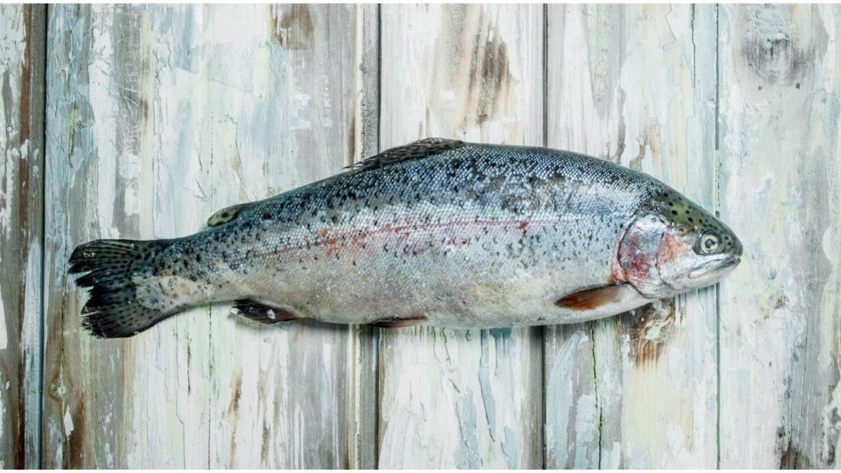 Manfaat dan Keamanan Suntik Ekstrak Salmon untuk Kesehatan